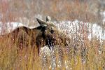 Moose in Winter