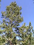 Lodgepole Pine