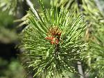 Lodgepole Pine needles