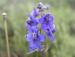 Low Larkspur