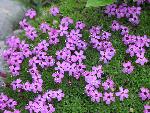 Moss Campion