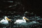 White Pelicans