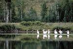 White Pelicans