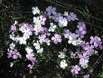 Longleaf Phlox