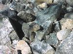 Pika in rockfall