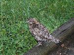 Ruffed Grouse