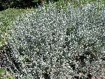 Big Sagebrush
