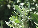 Sagebrush leaves