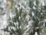 Sagebrush Leaves