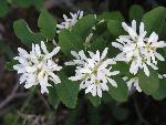 Serviceberry