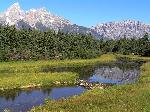 Beaver dam
