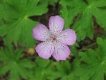 Sticky Geranium