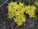 Lanceleaved Stonecrop