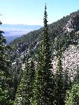 Subalpine Fir