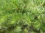 Subalpine Fir needles