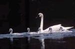 Trumpeter Swan & Cygnets