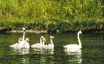 Trumpeter Swans & Cygnets