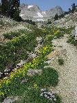 Paintbrush Canyon trail
