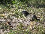 Uinta Ground Squirrel