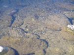 Water striders