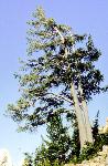 Whitebark Pine