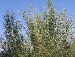 Willows