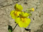 Yellow Monkey Flower