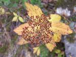 Spirea in Fall