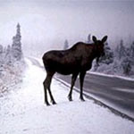 Moose crossing the road during winter