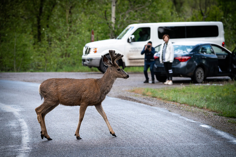 Road based tour participants watch a mule deer