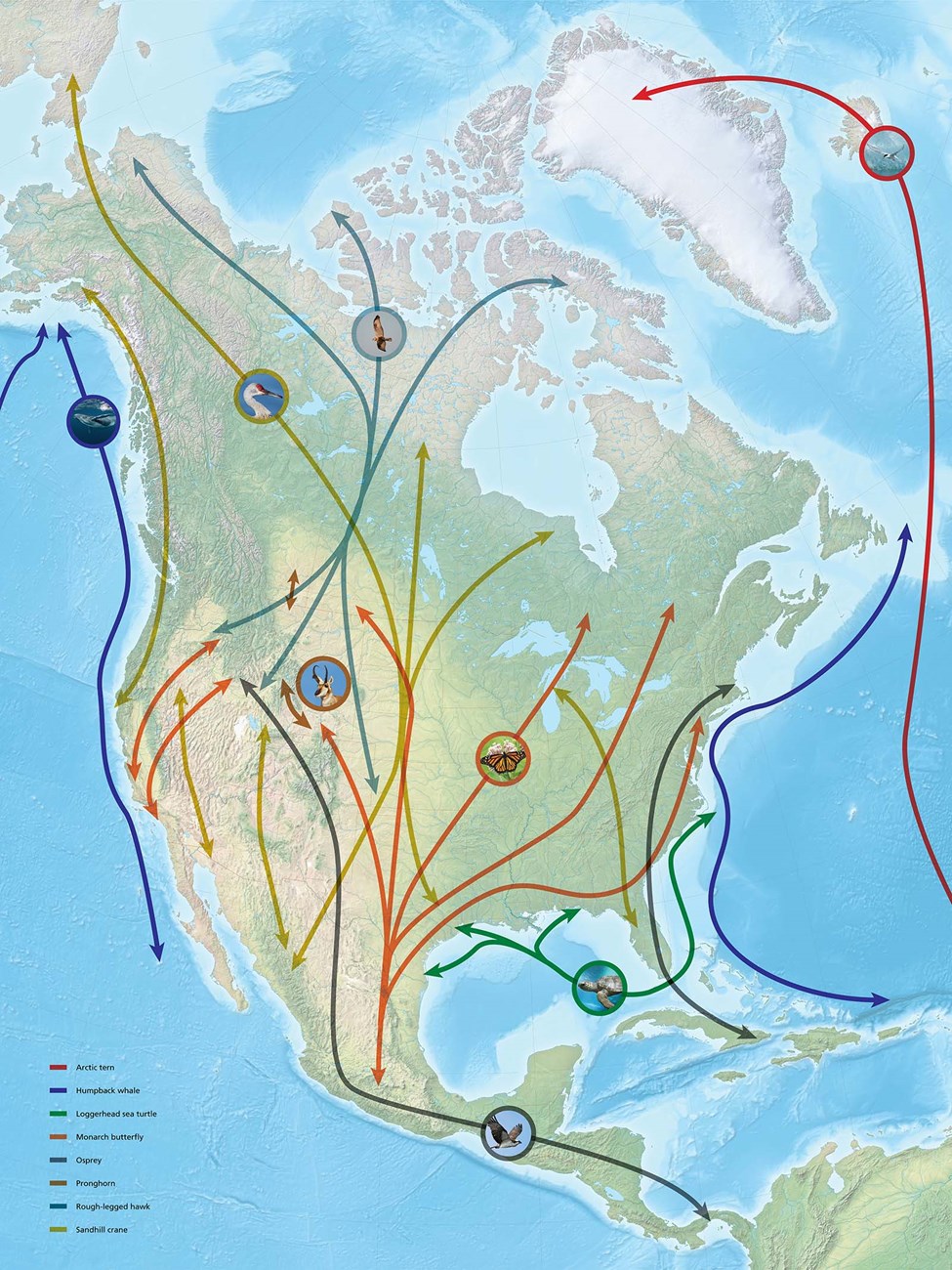 North American Migrations Map