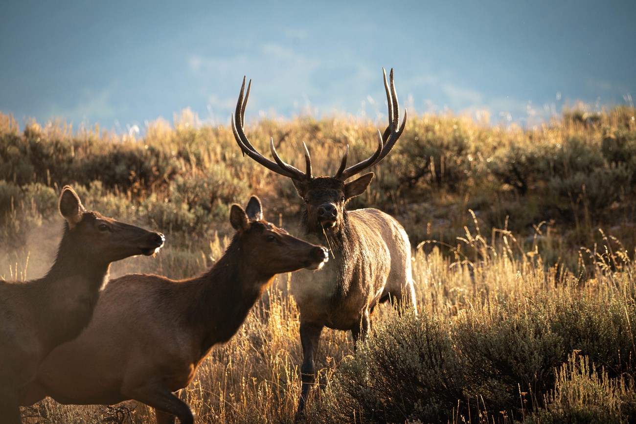 Bull elk with large antlers stares at the camera with cow elks entering from the left