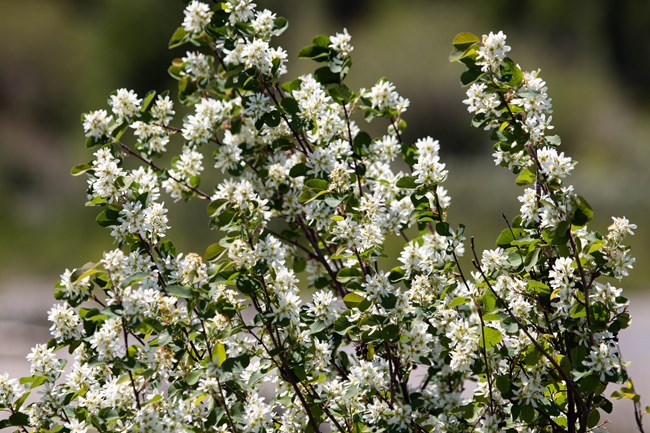 white flowers on a bush