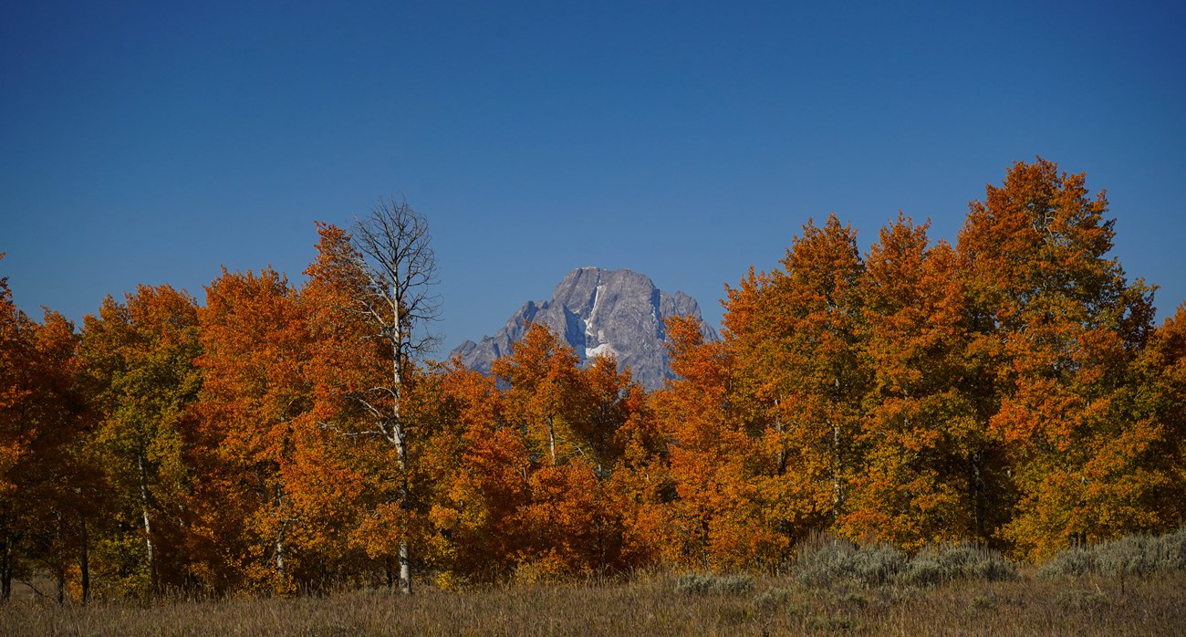 aspens with orange leaves in front of mount moran