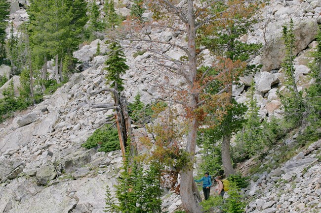 Biologists stand at the base of a tall whitebark pine.