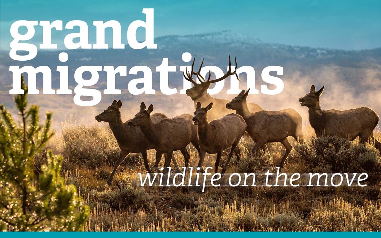 Grand Migrations: Wildlife on the Move title with a elk herd running