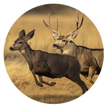 Mule deer, male buck and female doe in running jump