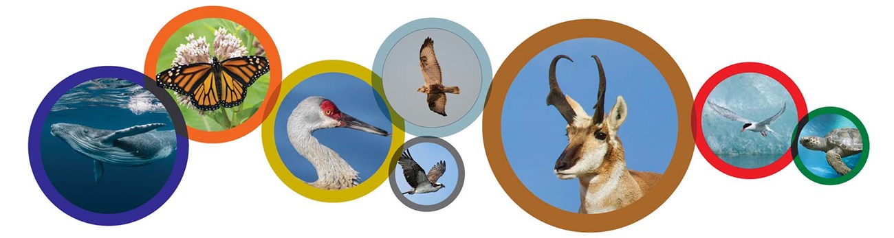Arrangment of wildlife in circles including whales, birds, seaturtles, and pronghorn