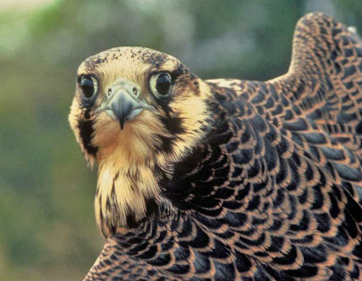 Peregrine falcon_USFWS photo