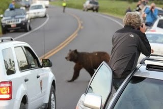 bears and cars