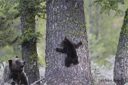 Grizzly bear 610 with one of her three cubs of the year in 2011.