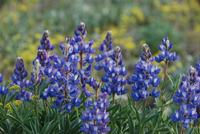 Lupine Lupine