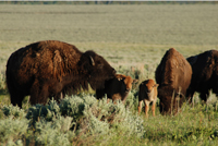 Bison and calves