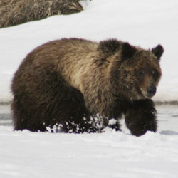 A grizzly bear walks through snow.