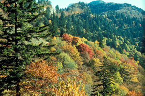 Newfound Gap Newfound Gap