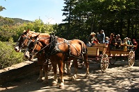 Modern-day carriage rides in Acadia National Park, NPS photo/Ray Radigan