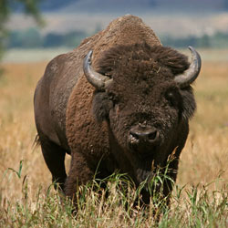 close-up of bison in grass