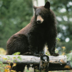 Black bear standing on a fence post