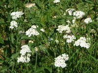 Common yarrow Common yarrow