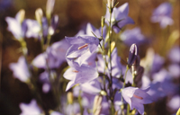 Harebells Harebells